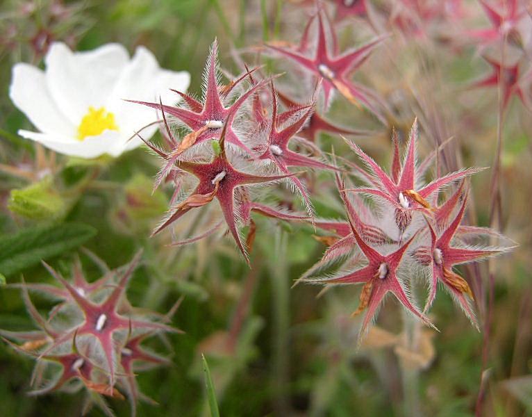 Trifolium stellatum / Trifoglio stellato